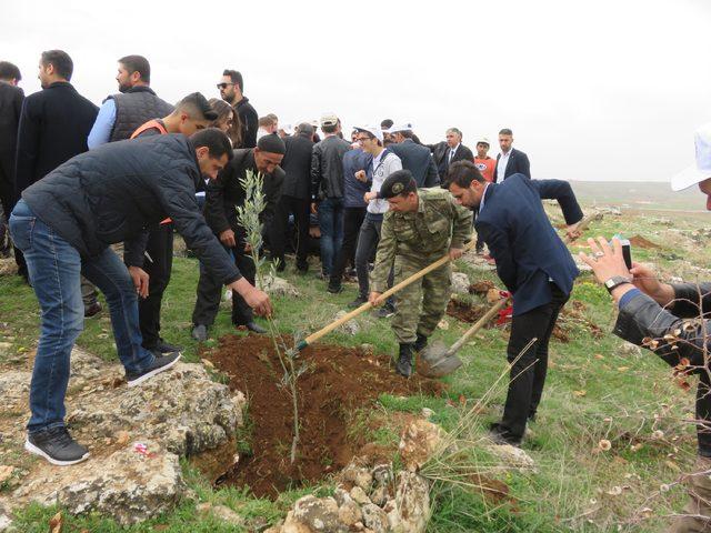 Midyat'ta Afrin şehitleri için bin fidan dikildi