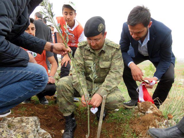 Midyat'ta Afrin şehitleri için bin fidan dikildi