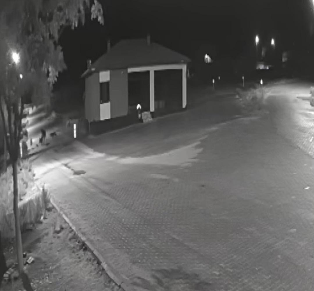 Kurtlar aç kaldı, mahalleye inip eşeği parçaladı 1