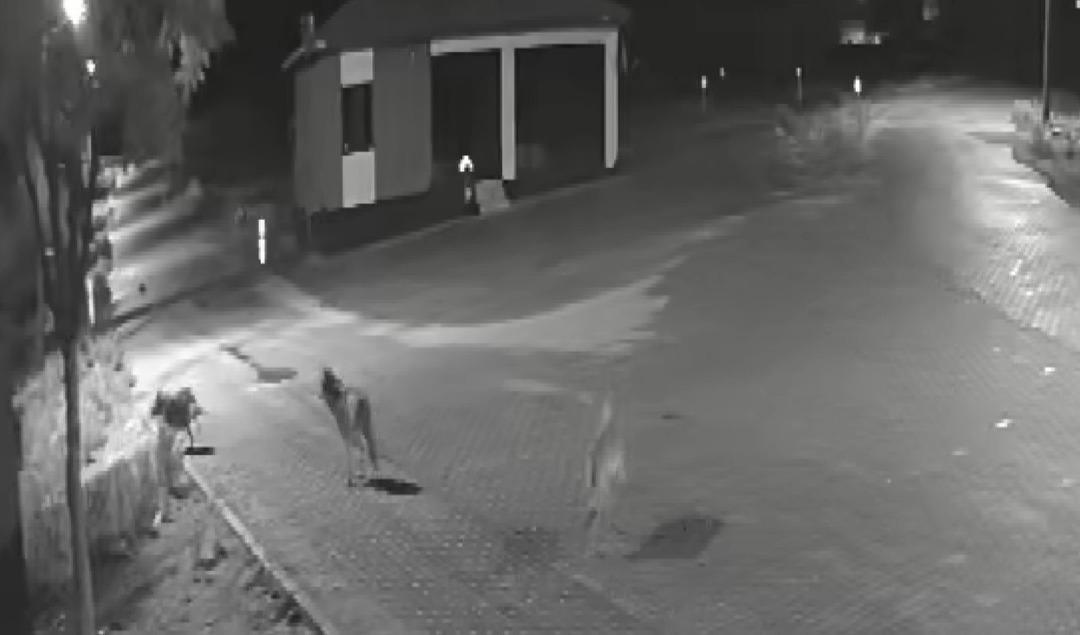 Kurtlar aç kaldı, mahalleye inip eşeği parçaladı 2