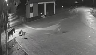 Kurtlar aç kaldı, mahalleye inip eşeği parçaladı