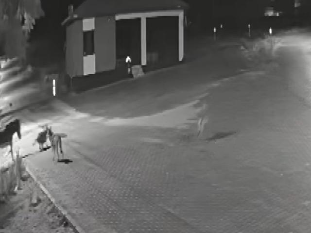 Kurtlar aç kaldı, mahalleye inip eşeği parçaladı