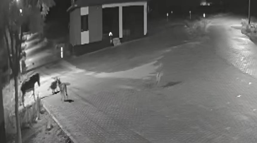 Kurtlar aç kaldı, mahalleye inip eşeği parçaladı