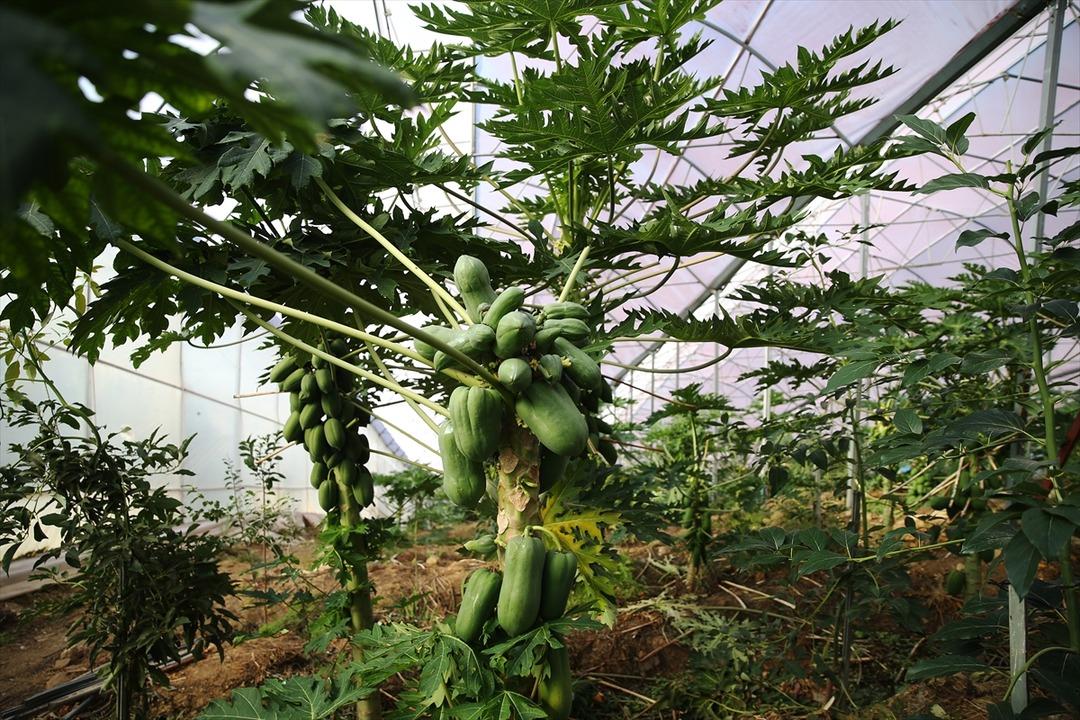 Önceden bu ne diye soruluyordu, şimdi: Talebi karşılamaya çalışıyoruz 1