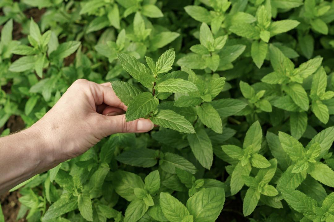 Yemeklerinizi bir &uuml;st seviyeye taşıyacak baharat hileleri 5