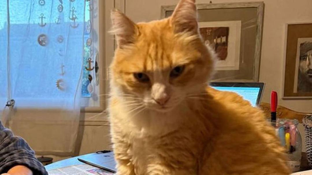 D&uuml;nyada bir ilk! Bu kediye hapis cezası verildi! Su&ccedil;ları bakın ne 1