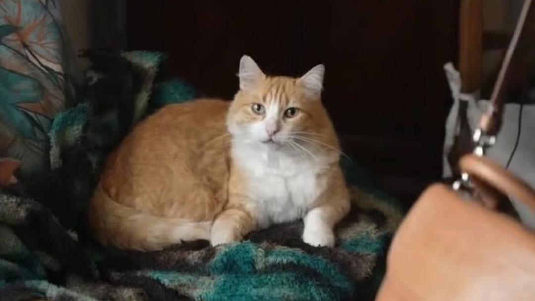 D&uuml;nyada bir ilk! Bu kediye hapis cezası verildi! Su&ccedil;ları bakın ne 2