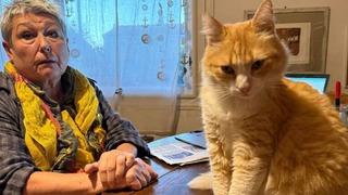 Son dakika: Dünyada bir ilk! Bu kediye hapis cezası verildi! Suçları bakın ne