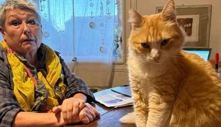 Dünyada bir ilk! Bu kediye hapis cezası verildi! Suçları bakın ne