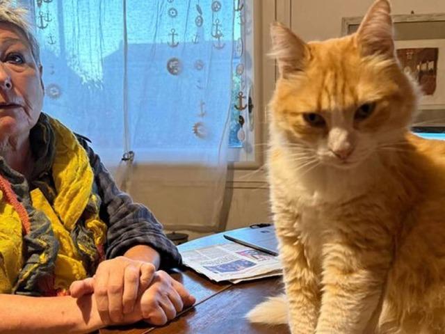 Dünyada bir ilk! Bu kediye hapis cezası verildi! Suçları bakın ne