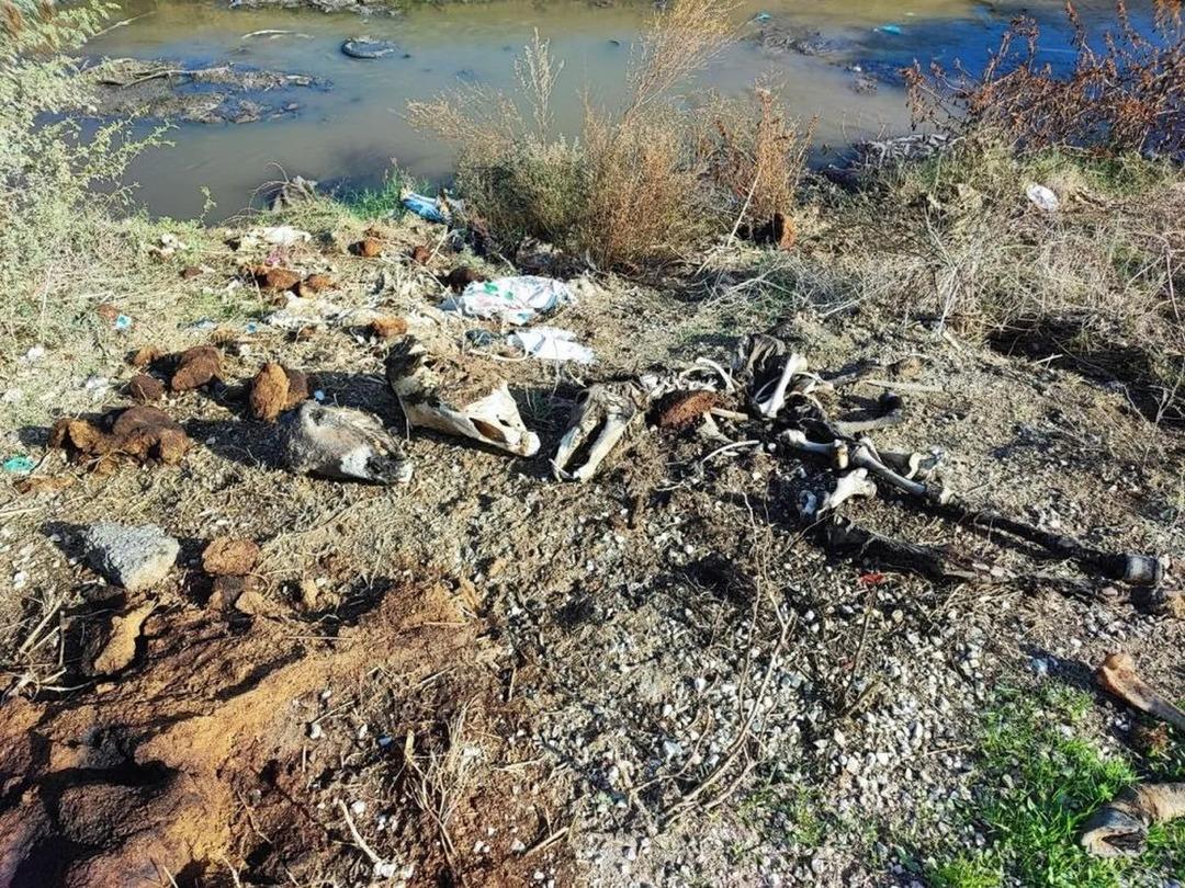 Mide bulandıran görüntü! Mahalleli tepkili, yanından bile geçemiyor 1