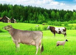 İşte Çiftlik Bank benzeri 11 girişim!