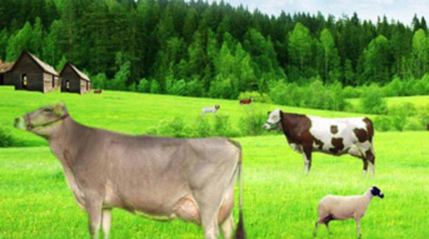 İşte Çiftlik Bank benzeri 11 girişim!