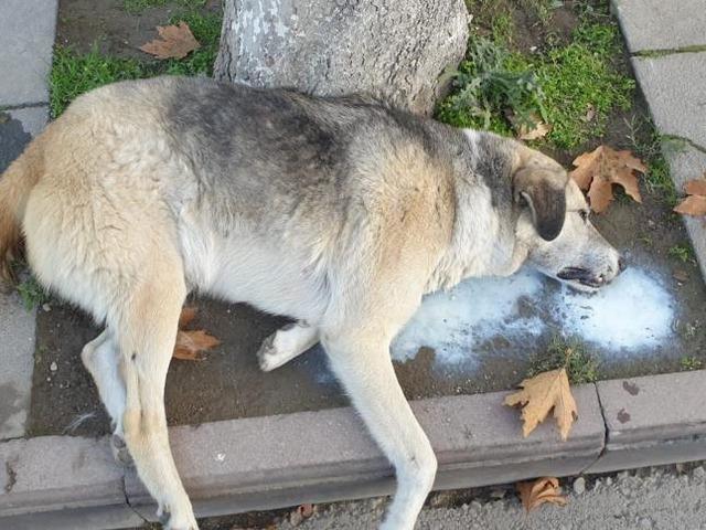 Amasya'da şehrin göbeğinde köpek ve kediler ölü bulundu