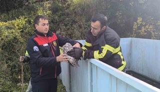 Yayladağı’nda baykuş kurtarma operasyonu