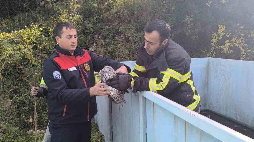 Yayladağı’nda baykuş kurtarma operasyonu