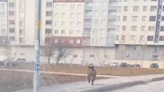 Bitlis’te ilçe merkezinde yaban domuzu paniği