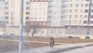 Bitlis’te ilçe merkezinde yaban domuzu paniği
