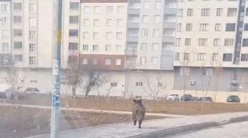 Bitlis’te ilçe merkezinde yaban domuzu paniği