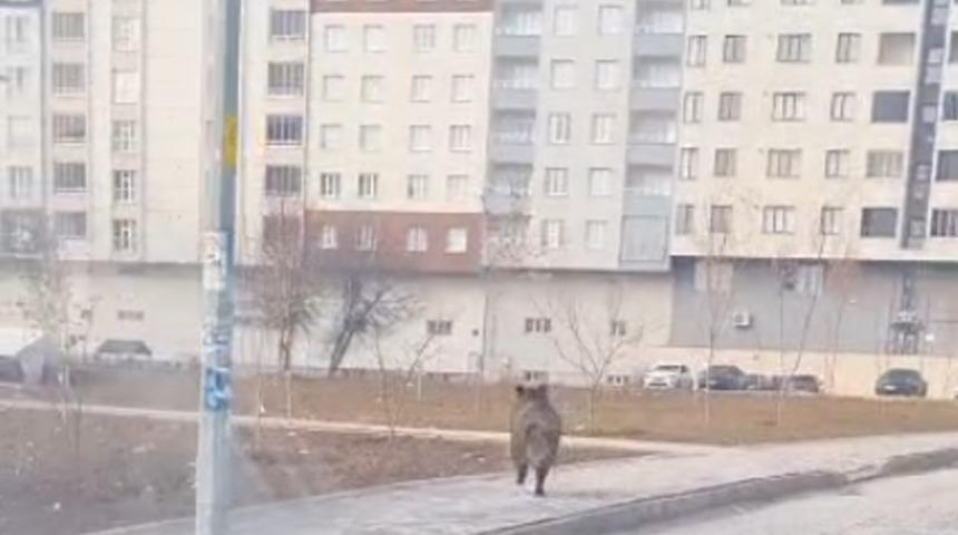 Bitlis’te ilçe merkezinde yaban domuzu paniği