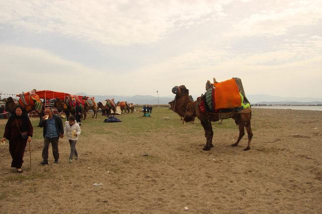 Balıkesir'de develer plajda güreşti