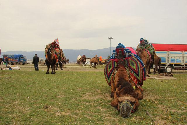 Balıkesir'de develer plajda güreşti