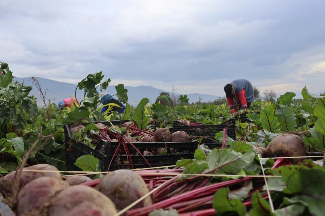 Tarlada 10 TL , tezgahta 40 TL! ‘Kırmızı elmas  hasadı: İzmir den tüm Türkiye ye dağıtılıyor! 1