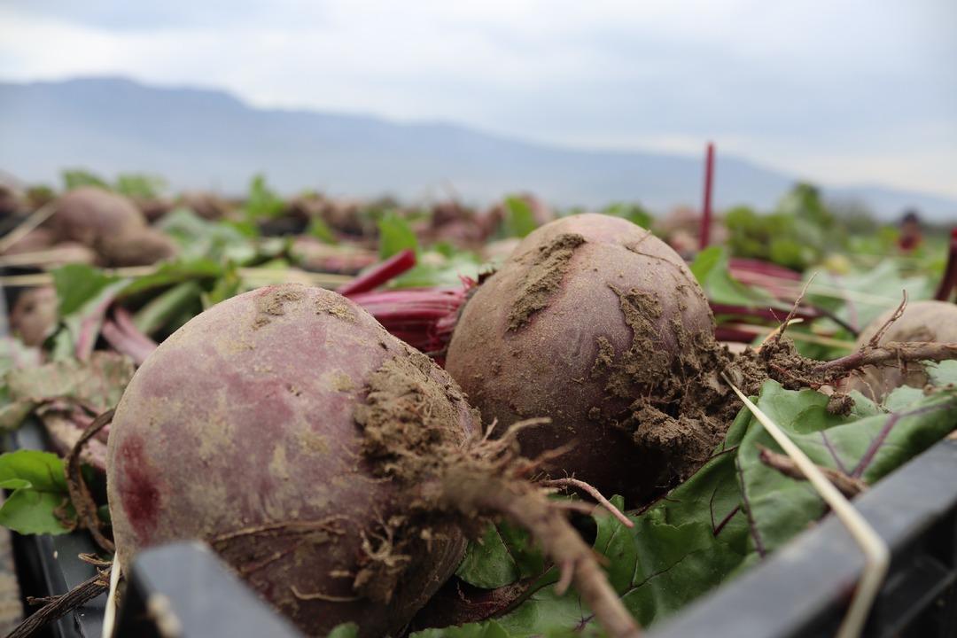 Tarlada 10 TL , tezgahta 40 TL! ‘Kırmızı elmas  hasadı: İzmir den tüm Türkiye ye dağıtılıyor! 3
