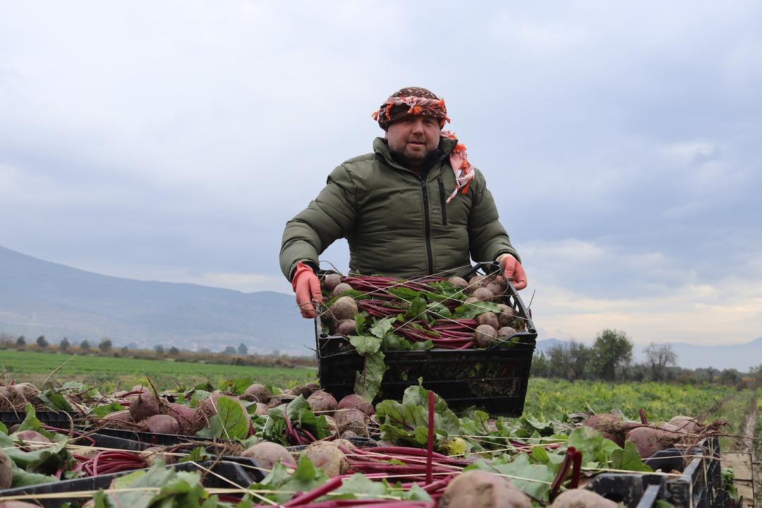 Tarlada 10 TL , tezgahta 40 TL! ‘Kırmızı elmas  hasadı: İzmir den tüm Türkiye ye dağıtılıyor! 4