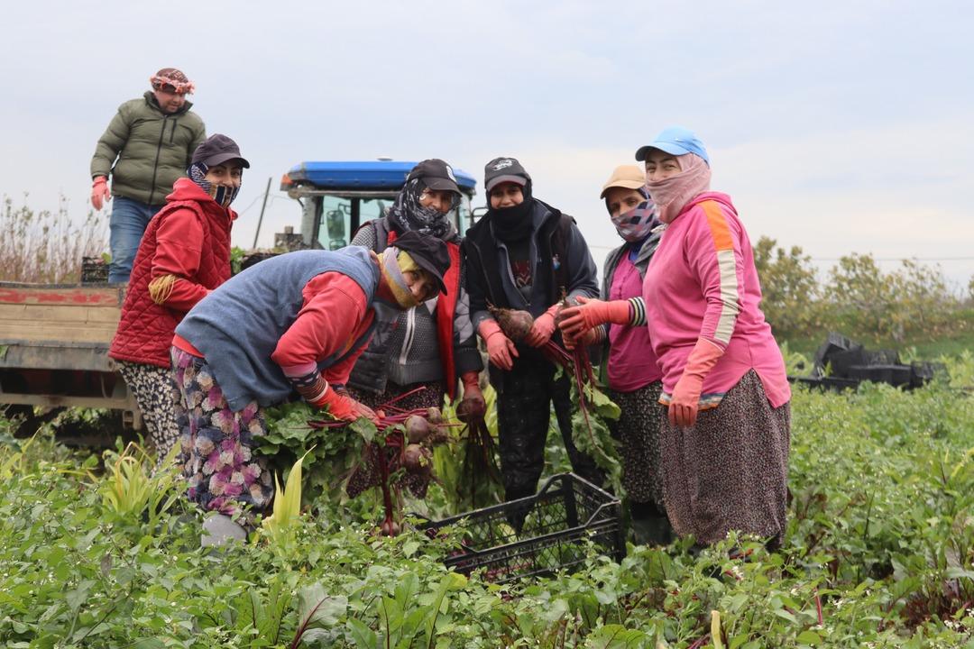 Tarlada 10 TL , tezgahta 40 TL! ‘Kırmızı elmas  hasadı: İzmir den tüm Türkiye ye dağıtılıyor! 5