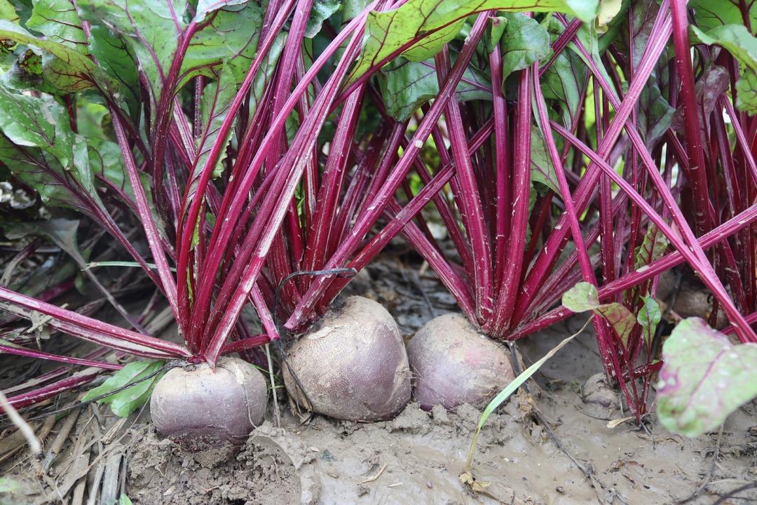 Tarlada 10 TL , tezgahta 40 TL! ‘Kırmızı elmas  hasadı: İzmir den tüm Türkiye ye dağıtılıyor! 6