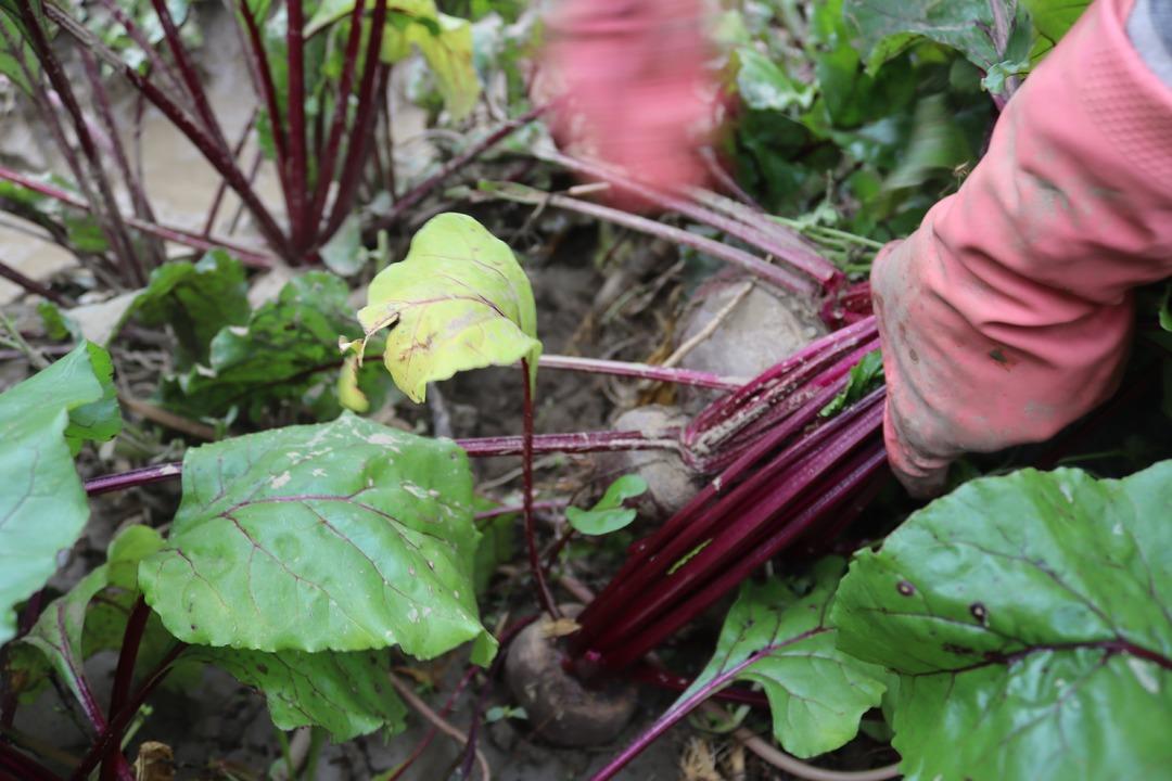 Tarlada 10 TL , tezgahta 40 TL! ‘Kırmızı elmas  hasadı: İzmir den tüm Türkiye ye dağıtılıyor! 7