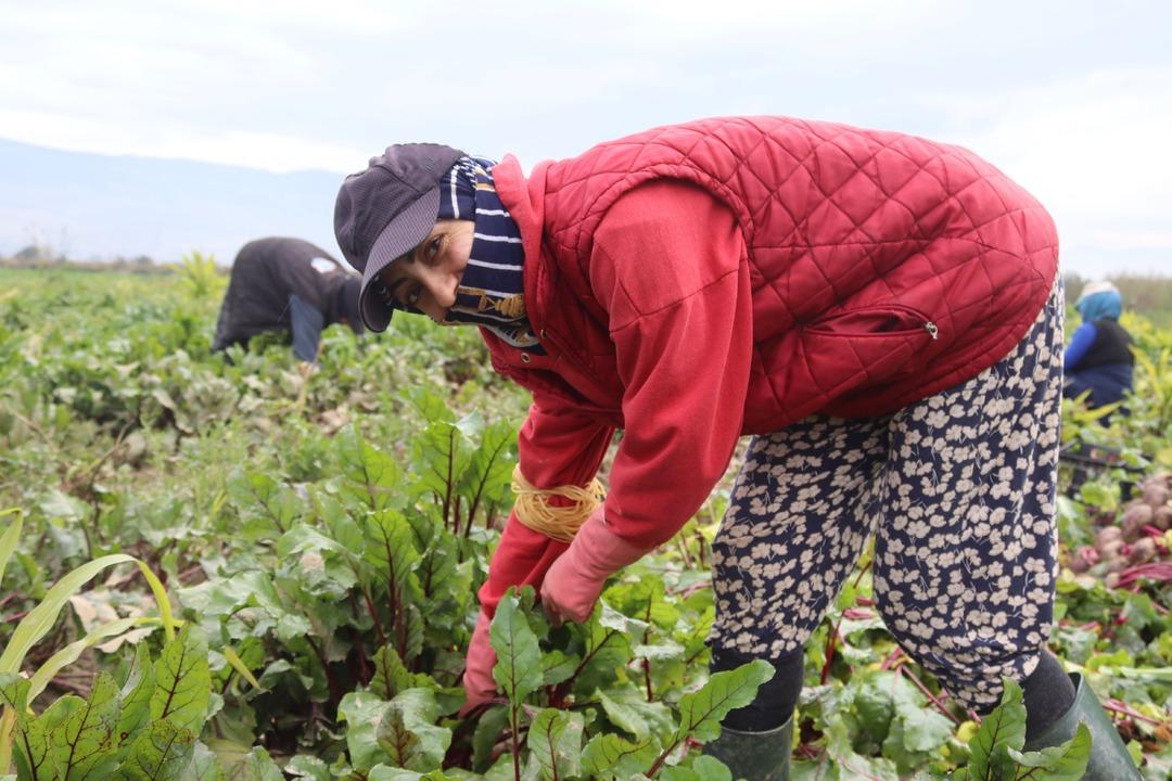 Tarlada 10 TL , tezgahta 40 TL! ‘Kırmızı elmas  hasadı: İzmir den tüm Türkiye ye dağıtılıyor! 8
