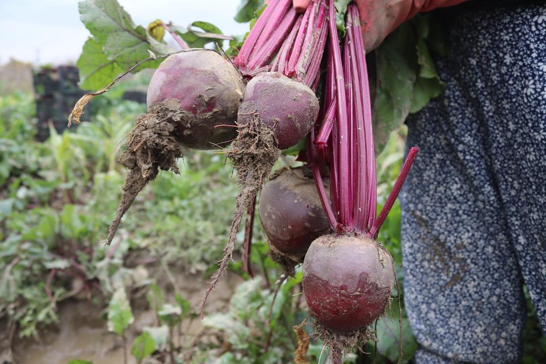 Tarlada 10 TL , tezgahta 40 TL! ‘Kırmızı elmas  hasadı: İzmir den tüm Türkiye ye dağıtılıyor! 10