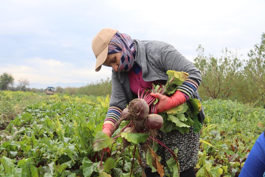 Tarlada 10 TL , tezgahta 40 TL! ‘Kırmızı elmas  hasadı: İzmir den tüm Türkiye ye dağıtılıyor! 11