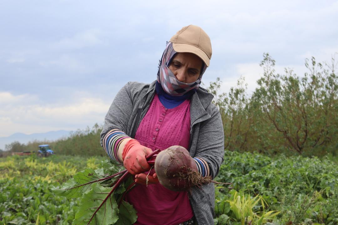 Tarlada 10 TL , tezgahta 40 TL! ‘Kırmızı elmas  hasadı: İzmir den tüm Türkiye ye dağıtılıyor! 12