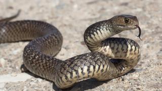 Yılanlar neden dillerini sürekli dışarı çıkarır?