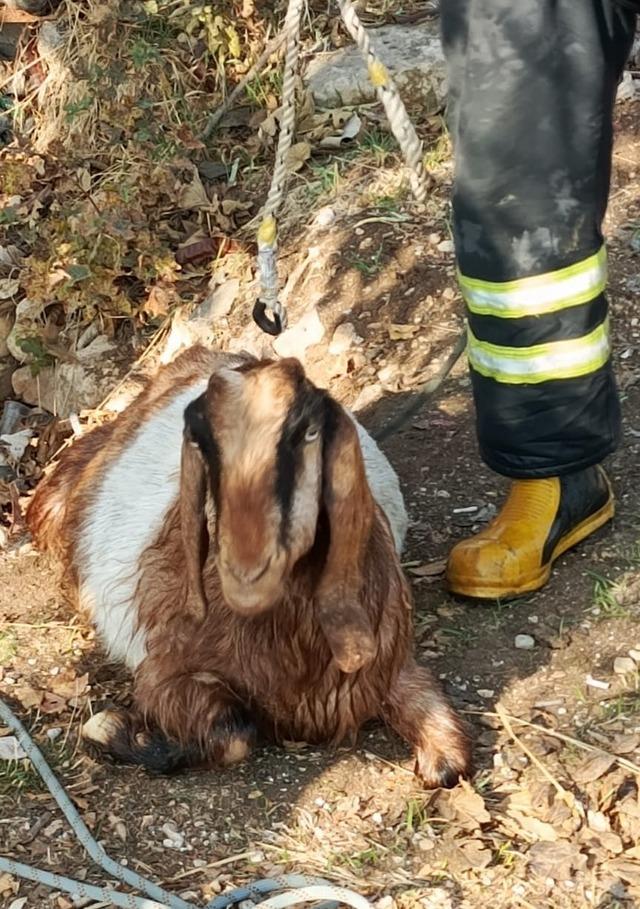 Kuyuya düşen keçiyi itfaiye kurtardı 3