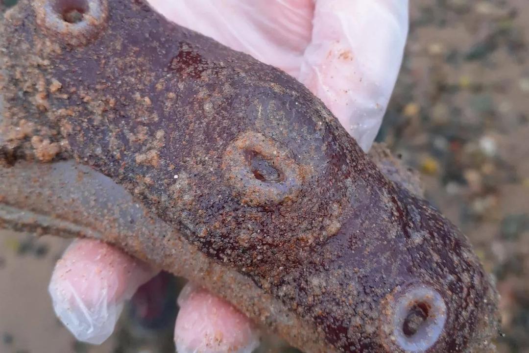 Sahile vurdu, görenleri hayrete düştü! "Cinsel organ görevi görüyor" 1