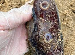 Sahile vurdu, görenleri hayrete düştü! "Cinsel organ görevi görüyor"