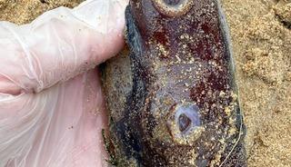 Sahile vurdu, görenleri hayrete düştü! "Cinsel organ görevi görüyor"