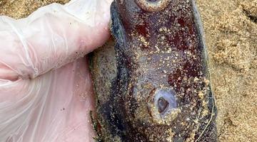 Sahile vurdu, görenleri hayrete düştü! "Cinsel organ görevi görüyor"