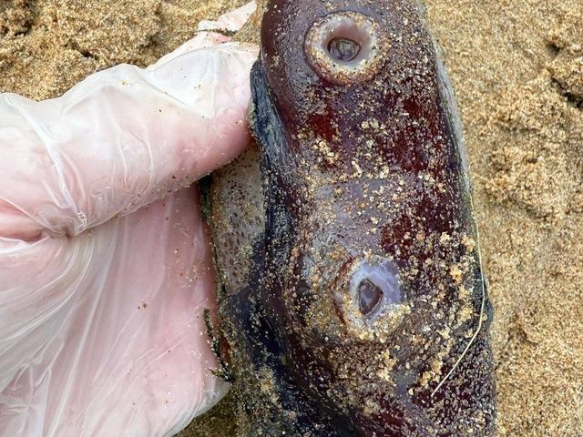 Sahile vurdu, görenleri hayrete düştü! "Cinsel organ görevi görüyor"