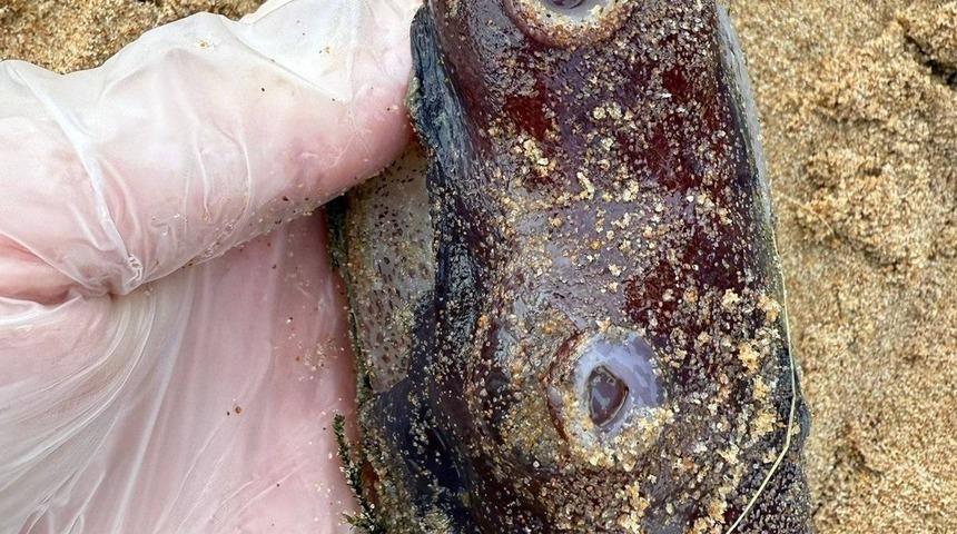 Sahile vurdu, görenleri hayrete düştü! "Cinsel organ görevi görüyor"