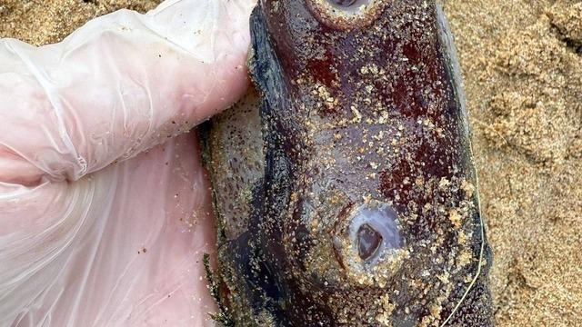 Sahile vurdu, görenleri hayrete düştü! Cinsel organ görevi görüyor