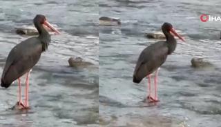 Türkiye'de nadir görülen kuş türlerinden kara leylek Karabük'te görüntülendi