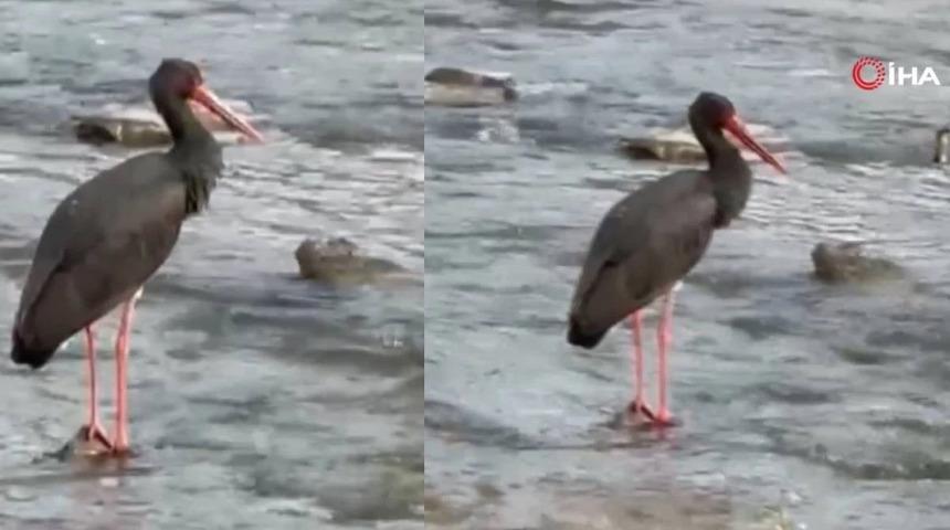 Türkiye'de nadir görülen kuş türlerinden kara leylek Karabük'te görüntülendi