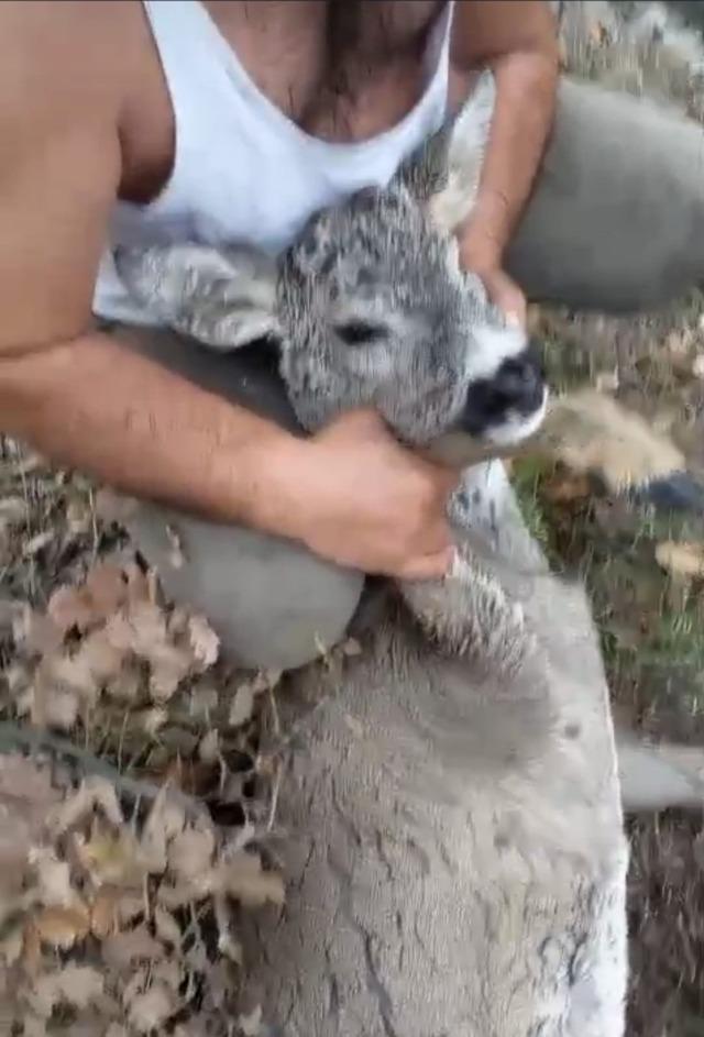 Kütahya’da su kanalına düşen karaca kurtarıldı 3