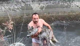 Kütahya’da su kanalına düşen karaca kurtarıldı