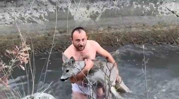 Kütahya’da su kanalına düşen karaca kurtarıldı